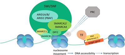 Mutational Landscapes and Phenotypic Spectrum of SWI/SNF-Related Intellectual Disability Disorders